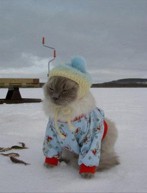 kitty cat LOL hat snow winter funny cute cats kitten fish kitteh ...