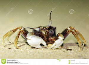 Funny Crab Royalty Free Stock Photo Image