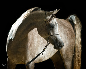 Mishaal HP-- Egyptian Arabian Horses – Arabians LTD.