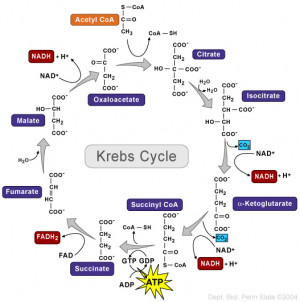 Diagram of the Krebs Cycle, Penn State University
