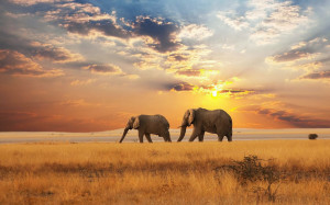 Tiere hintergrundbilder mit zwei elefanten und schönen landschaft.