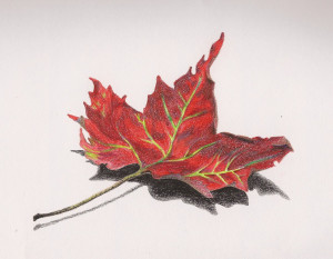 Drawing Leaves Colored Pencil