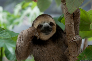 PHOTOS-OF-SLOTHS-facebook.jpg