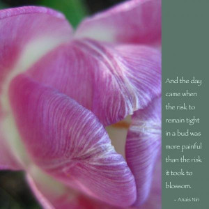 pink tulip with anais nin quote poster pink tulip with anais nin quote ...