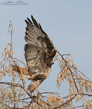 Red Tailed Hawk Lifting Off