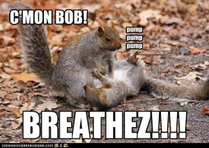funny squirrel pictures with captions, funny squirrel Pictures , funny ...