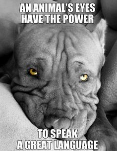 Bully Performance, premium dog food, formulated for the Bully Breed ...