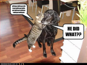 Funny Animals Zone: Funny Cats And Dogs With Captions