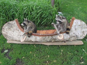 funny-raccoons.jpg