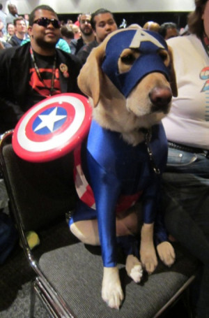 If The Avengers Were Cast By Adorably Super Animals