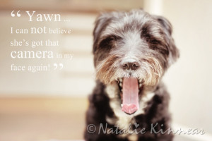 Pampered Pets Funny Dog Quotes - Yawning