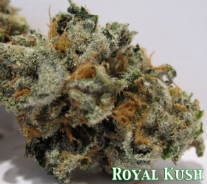 Kush http://fadedfools.com/category/royal-kush/