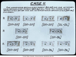 Case II: homozygous brown eyed parent and heterozygous brown eyed ...