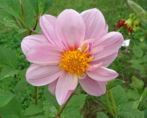 Labels Dahlia Flowers Pictures