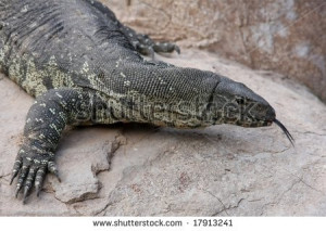 Komodo dragon lizard with it's forked tongue showing - stock photo