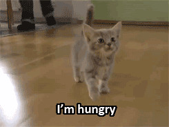 Yo Dude, Hungry Cat and Kitten gifs