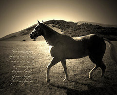 Horse Quotes Posters