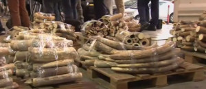 TUSKS – Elephant Poaching