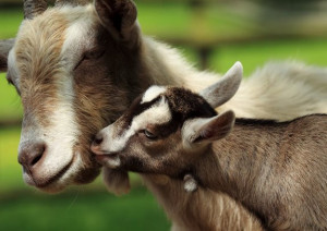 Baa, Baa Mama! Goats Remember Their Babies' Cries