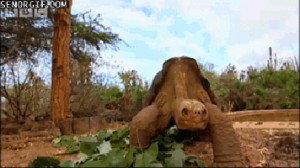 cute, funny, turtles # cute # funny # turtles