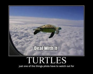 TURTLE SAYINGS AND QUOTES