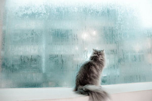 Found on templeofcats.com