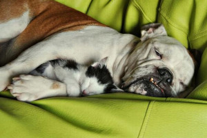 Kitten & Dog Sleeping