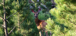 deer hunting bible verses