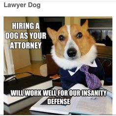 puppy lawyer more dogs mems funny dogs lawyer dogs dogs memes lawyer ...