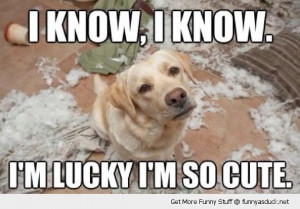 know lucky I'm cute dog animal ripped cushions mess funny pics ...