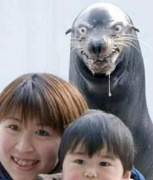 The Ultimate Animal Photobombs Collection (84 pics)