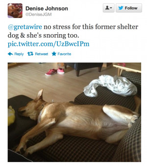 Shelter Dog Quotes Of former shelter dog