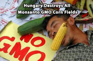 by destroying 1000 acres of maize found to have been grown ...