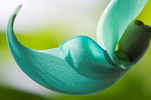 ... Tagged With: Beauty of the Jade Flower , inspirational photo , the
