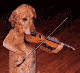 ... Violin Graphics | Playing The Violin Pictures | Playing The Violin