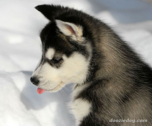 Siberian-Husky-Puppy-11.jpg