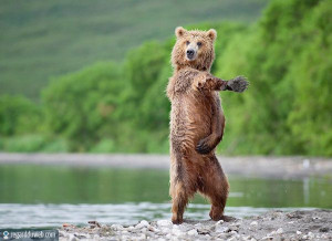 Photos droles et étranges Animal - Ours v57