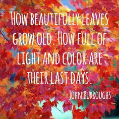 ... journal entry about my love of the leaves changing colors in the fall
