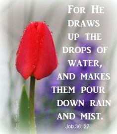 ... quotes Scriptures Christian quotes red tulips flowers rain raindrops