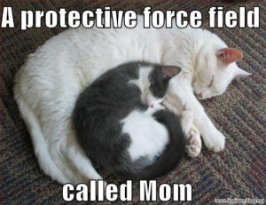 protective-force-field-called-mom-funny-cat
