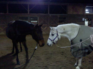 and here are a couple of Liberty and Chica because we love her too!