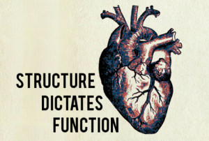 ... Physiology #Structure #anatomy #anatomy and physiology #heart #quotes
