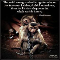 Animal quotes and animals lovers' quotes