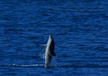 dynamicoceans:A spinner dolphin.The power of the spin comes from the ...