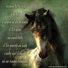 Horse Quotes