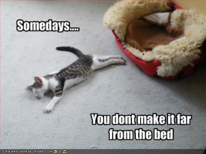 funny cats with funny sayings