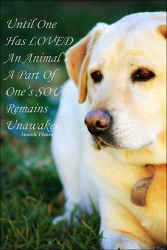 beautiful and true quote.....and our gorgeous labrador, Lady.