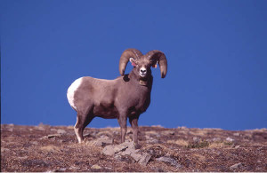 stl ouis rams Pictures, Photos & Images