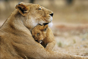 Lions Lion Love