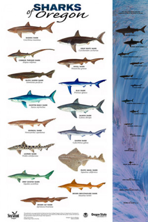 Shark Types